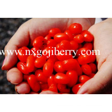 Berenjena seca de Goji / Wolfberry / Níspero / Lycium Barbarum